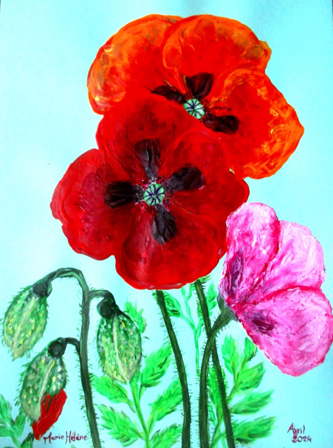 Trois coquelicots